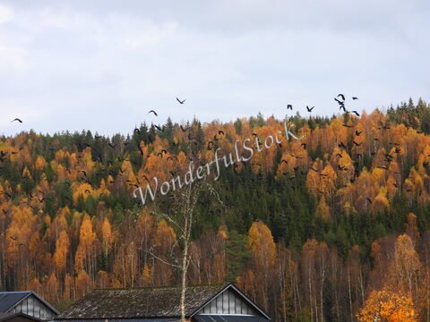 Des oiseaux volent devant une forêt aux feuillages jaunes et verts en Suède.