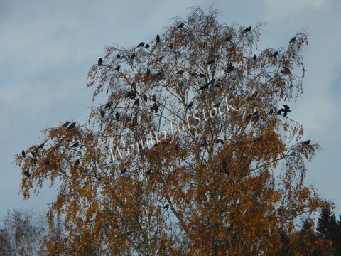 Des oiseaux perchés dans un arbre aux feuilles dorées, en Suède.