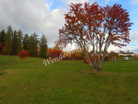Un arbre aux feuilles rouges se dresse sur une pelouse à Suède, entouré de buissons colorés et de conifères.