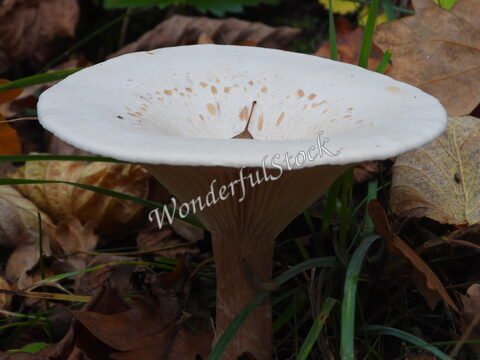 Champignon blanc sur un sol de feuilles mortes, Suède.