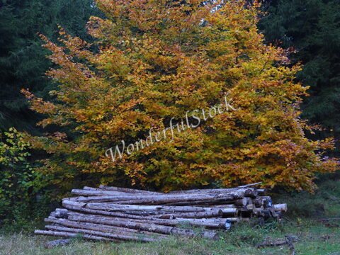 Un tas de bûches est au pied d'un arbre aux feuilles dorées, en Suède.