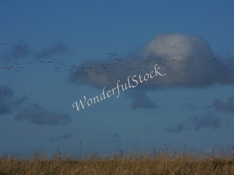 Des oiseaux en vol au-dessus d'une prairie en Suède.