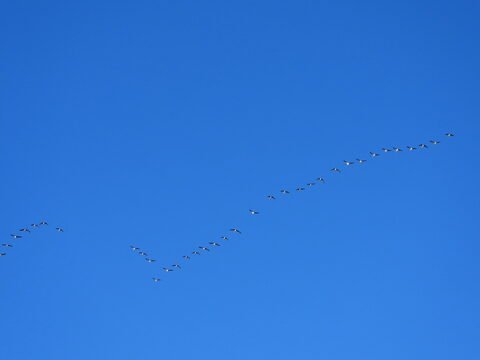 Des oiseaux migrateurs volent en formation dans le ciel bleu de Suède.