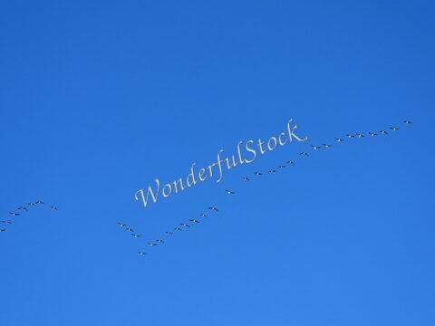 Des oiseaux migrateurs volent en formation dans le ciel bleu de Suède.