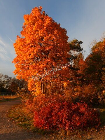 Arbre aux feuilles orange vif et buissons rouges à Hammarskog, Suède, sous un ciel clair.