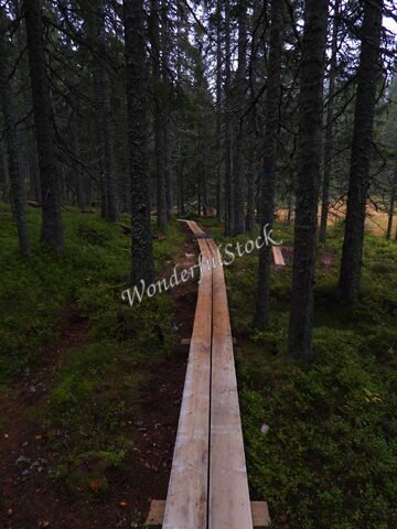 Sentier en bois serpentant à travers une forêt dense en Suède.
