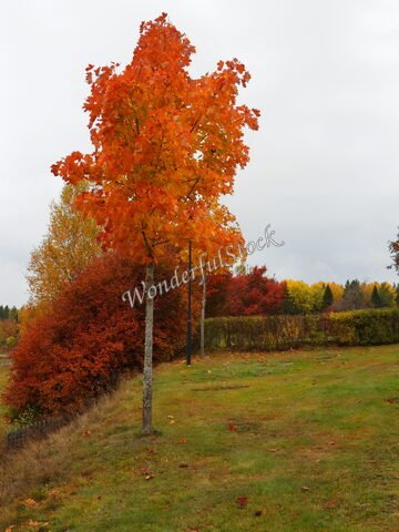 Arbre aux feuilles rouges en Suède, avec un arrière-plan de buissons colorés et un ciel nuageux.