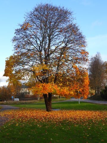 Un arbre aux feuilles jaunes et oranges se dresse sur une pelouse à Suède. Des feuilles sont éparpillées au sol.