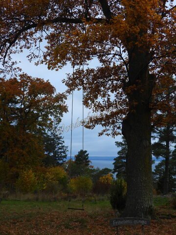 Une balançoire suspendue à un arbre entouré de feuillage automnal, à Suède.