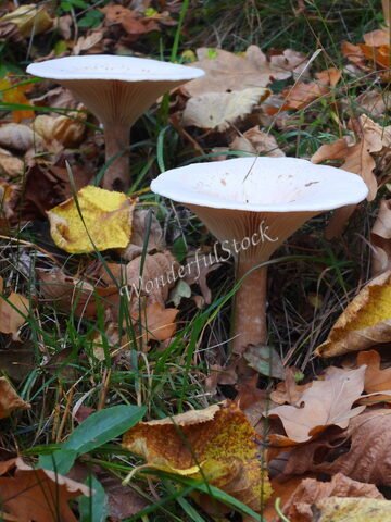 Des champignons blancs émergeant du sol recouvert de feuilles, en Suède.