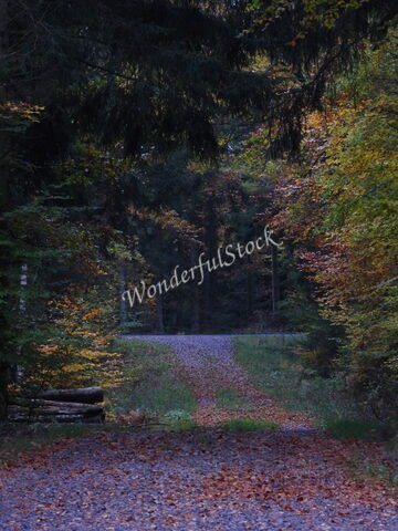 Sentier forestier bordé d'arbres aux feuilles colorées, Suède.