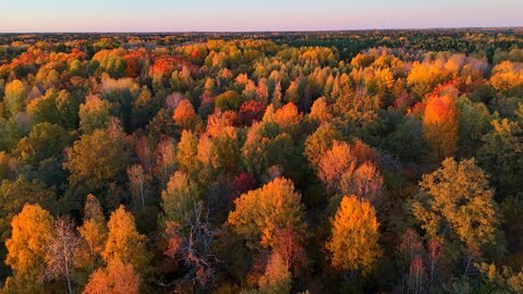 Forêt colorée en automne, Suède. Arbres aux feuilles jaunes, oranges et rouges s'étendent à perte de vue.