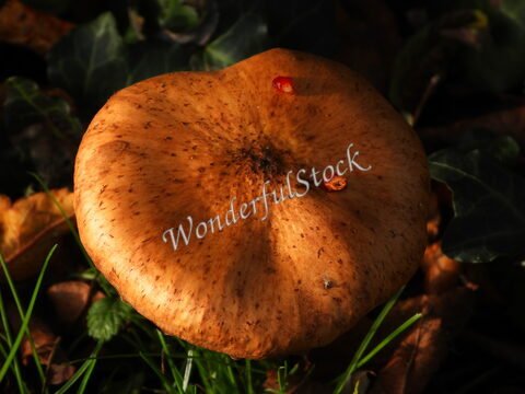 Champignon brun sur un sol recouvert de feuilles, à Ribe, Danemark.