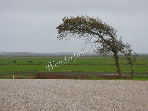 Un arbre incliné et des vaches paissant dans un champ verdoyant au Danemark.