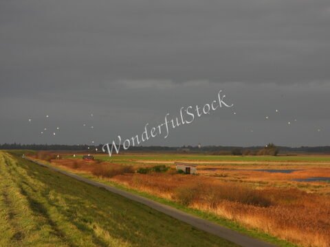 Paysage de marais avec des oiseaux en vol, à Romo, Danemark, sur un fond de ciel nuageux et de champs colorés.