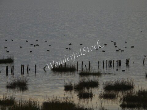Canards sur l'eau avec des roseaux et des poteaux en bois à Rømø, Danemark.