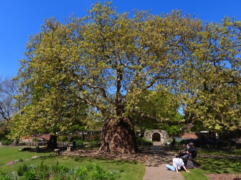 Un grand arbre feuillu dans un parc à Canterbury, Angleterre, avec des personnes assises sur l'herbe et un mur en pierre en arrière-plan.