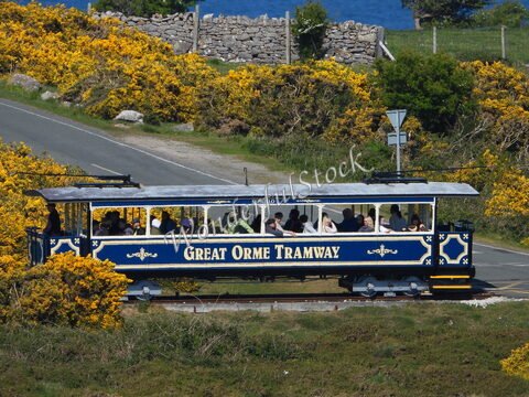 Tramway Great Orme à Llandudno, Pays de Galles, entouré de fleurs jaunes et d'une route sinueuse.