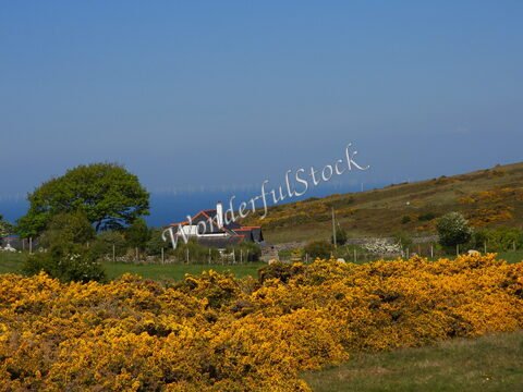 Maison entourée de buissons jaunes, avec vue sur la mer à Llandudno, Pays de Galles.