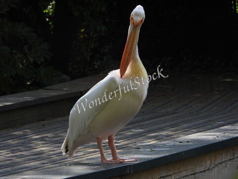 Un pélican se tient sur un quai à Londres, en Angleterre, avec un plumage blanc et un long bec.