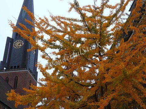 Un arbre aux feuilles jaunes devant une église à Hambourg, Allemagne.