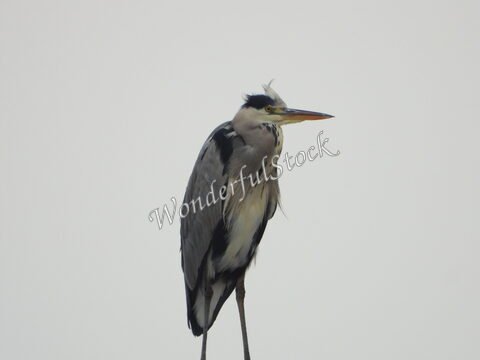 Héron perché à Hitzacker, Allemagne, avec plumage gris et noir, fond clair.