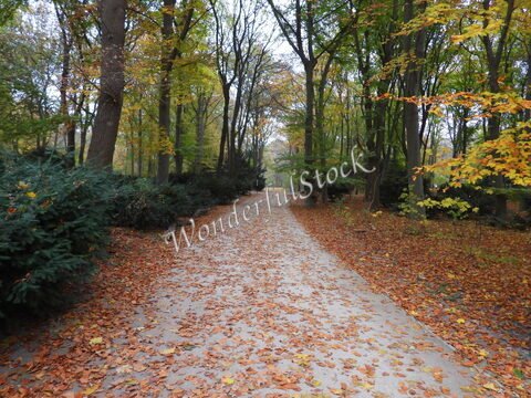 Allée bordée d'arbres avec des feuilles mortes, à Hitzacker, Allemagne.