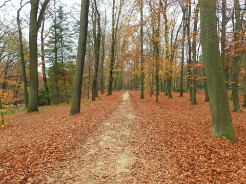 Un chemin de terre bordé d'arbres dans une forêt d'Allemagne, recouvert de feuilles mortes en automne.