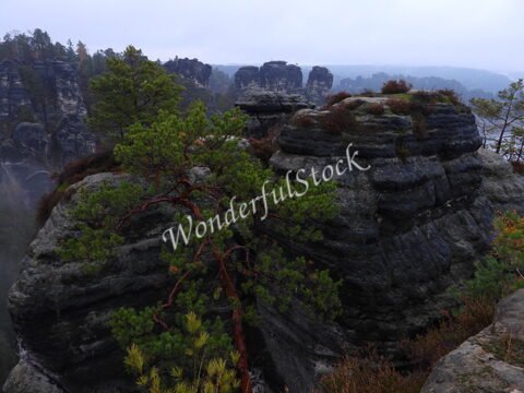 Rochers surplombant la brume à Bastei, en Allemagne, avec des pins et des formations rocheuses distinctives en arrière-plan.