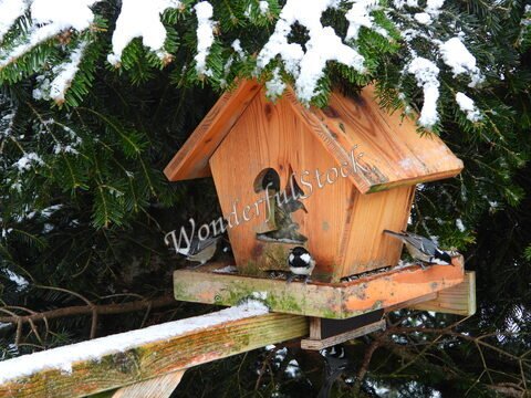 Nichoir en bois avec des oiseaux, sous un arbre enneigé à Bad Wildbad, Allemagne.