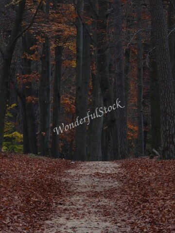 Sentier de terre bordé d'arbres dans la forêt de Bastei, Allemagne, avec des feuilles mortes au sol.