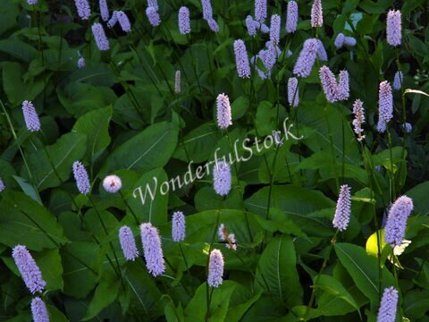 Fleurs violettes sur un sol verdoyant au château de Dunvegan, Écosse.