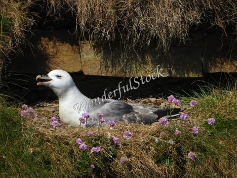 Un oiseau se reposant parmi des fleurs au Duncansby Head, Écosse.