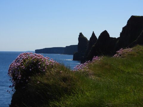 Falaises escarpées à Duncansby Head, Écosse, avec des fleurs roses en premier plan et la mer en arrière-plan.