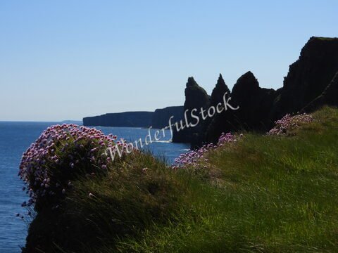 Falaises escarpées à Duncansby Head, Écosse, avec des fleurs roses en premier plan et la mer en arrière-plan.
