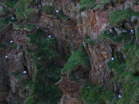 Des oiseaux sur des falaises verdoyantes à Duncansby Head, Écosse, entourés de fleurs sauvages.