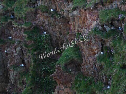 Des oiseaux sur des falaises verdoyantes à Duncansby Head, Écosse, entourés de fleurs sauvages.