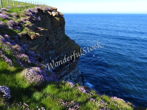 Falaises fleuries surplombant l'océan à Duncansby Head, Écosse, avec une mer calme et des oiseaux en vol.