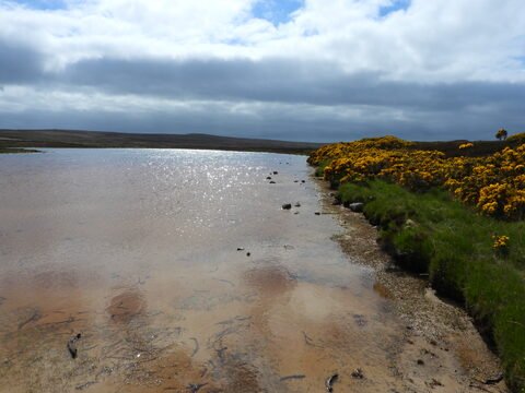 Un rivage avec des fleurs jaunes et un étang, à Dunnet Head, Écosse.