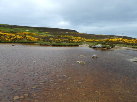 Un ruisseau avec des pierres, entouré de fleurs jaunes, à Dunnet Head, Écosse.