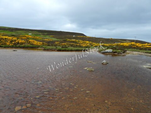 Un ruisseau avec des pierres, entouré de fleurs jaunes, à Dunnet Head, Écosse.