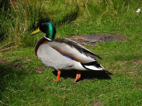 Canard sur l'herbe au Loch Ness, Écosse, avec un plumage coloré et un fond verdoyant.
