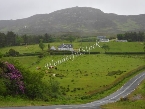 Une maison blanche entourée de champs verdoyants en Irlande. Des vaches paissent sous un ciel nuageux.
