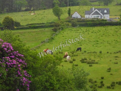 Des vaches paissent dans un champ verdoyant, avec une maison blanche en arrière-plan, en Irlande.