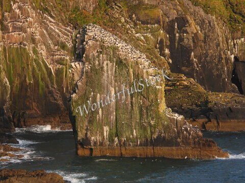 Rochers surplombant la mer, recouverts de mousse et d'oiseaux, en Irlande.