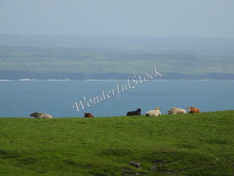 Vaches paissant sur une prairie verdoyante, avec les falaises de Moher et l'océan en arrière-plan, Irlande.