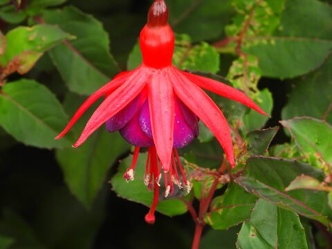 Fleur aux pétales rouges et violets, Cobh, Irlande. Feuillage vert en arrière-plan.