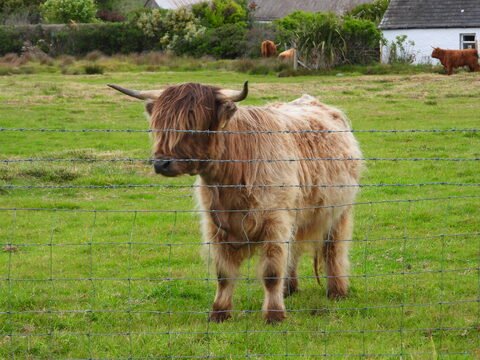 Vache Highland dans un champ à Malin Head, Irlande, avec de l'herbe verte et une clôture en fil de fer.