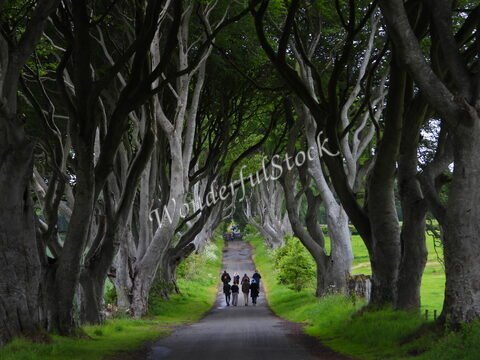 Un chemin bordé d'arbres à The Dark Hedges, en Irlande, avec des personnes marchant au centre.