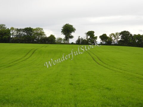 Champs verdoyants avec des traces de roues et des arbres, The Dark Hedges, Irlande.